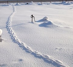 Trail In Snow  Vizion Interactive
