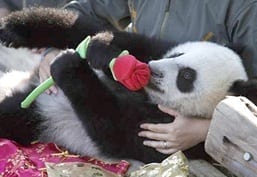 Romancing Panda  Vizion Interactive